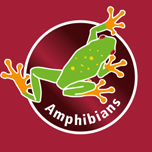für alle kleinen Amphibien geeignet