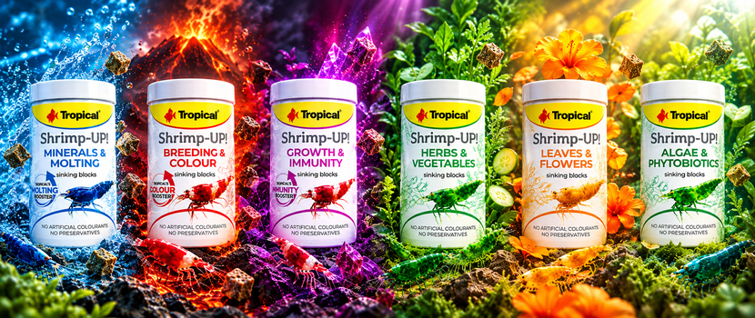 Tropical Shrimp-UP!