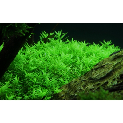 Rotala rotundifolia Green - Grüne Rotala | In-Vitro