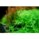 Rotala rotundifolia Green - Grüne Rotala | In-Vitro