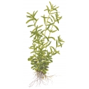 Rotala rotundifolia Green - Grüne Rotala | In-Vitro