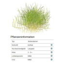 B-Ware | Eleocharis acicularis Mini