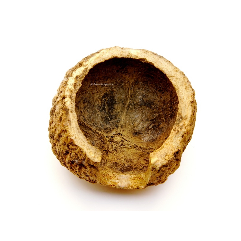 Paranuss Höhle | Halbschale mit Fronteingang - Garnelengarten