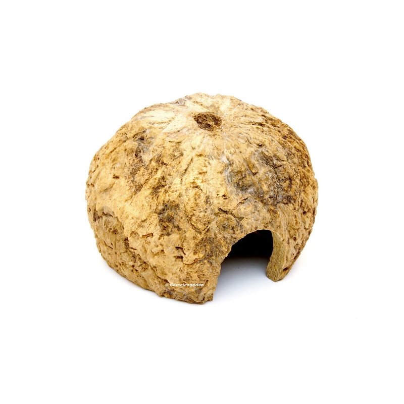 Paranuss Höhle | Halbschale mit Fronteingang - Garnelengarten