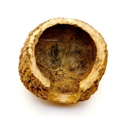 Paranuss Höhle | Halbschale mit Fronteingang - Garnelengarten