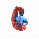 GreenPleco - Betta Red/Blue Plushie