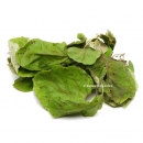 Garnelengarten® Quittenblätter 10 Stück