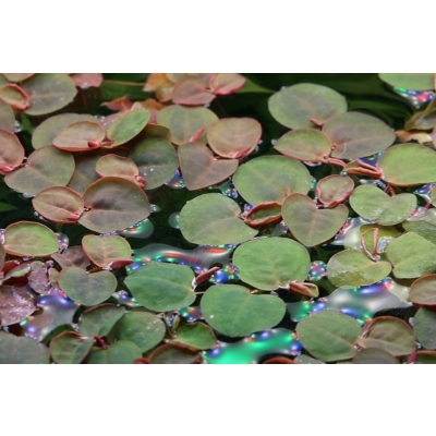Phyllanthus fluitans - Schwimmende Wolfsmilch | In-Vitro