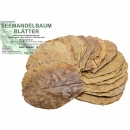 Garnelengarten® Seemandelbaumblätter 30 Stück