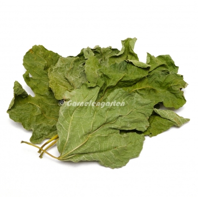 Garnelengarten® Feigenblätter grün XL 5 Stück