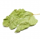 Garnelengarten® Feigenblätter grün XL 5 Stück