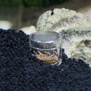 Hobby Planaria X | Planarienfalle