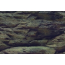Aqua Nova Hintergrund Rock/Plants XL - 150x60 cm