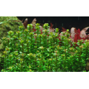 Rotala Bonsai - Indische Rotala - B-Ware