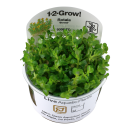 Rotala Bonsai - Indische Rotala - B-Ware