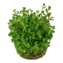 Rotala Bonsai - Indische Rotala - B-Ware