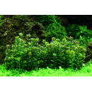 Rotala Bonsai - Indische Rotala - B-Ware