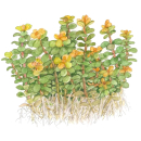 Rotala Bonsai - Indische Rotala - B-Ware