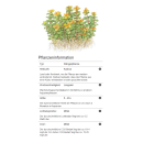 Rotala Bonsai - Indische Rotala - B-Ware