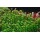 Rotala Bonsai - Indische Rotala - B-Ware