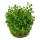 Rotala Bonsai - Indische Rotala - B-Ware