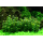 Rotala Bonsai - Indische Rotala - B-Ware