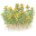 Rotala Bonsai - Indische Rotala - B-Ware