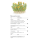 Rotala Bonsai - Indische Rotala - B-Ware