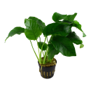 Anubias barteri var. barteri - Breitblättriges Speerblatt