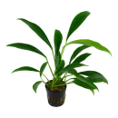 Anubias barteri var. angustifolia - Schmalblättriges...