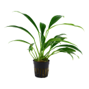 Anubias barteri var. angustifolia - Schmalblättriges...