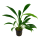 Anubias barteri var. angustifolia - Schmalblättriges Speerblatt