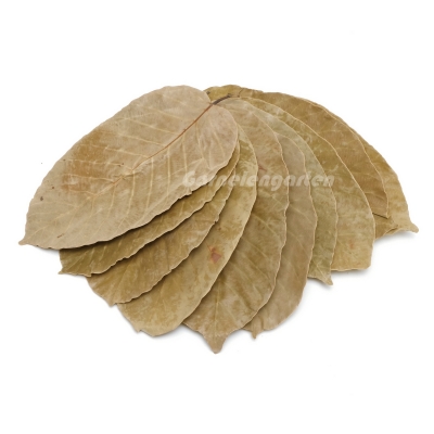 Shorea Blätter 10 Stück
