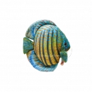 Nature4Pets - Discus Fish Plush