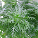 Hottonia palustris - Wasserfeder | In-Vitro