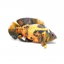 GreenPleco - Oscar Lava Plushie Small