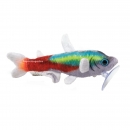 GreenPleco - Tetra Day Neon Plushie