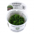 Monosolenium tenerum - Zartes Lebermoos | In-Vitro - B-Ware
