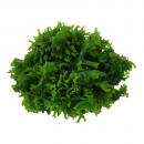 Monosolenium tenerum - Zartes Lebermoos | In-Vitro - B-Ware