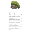 Monosolenium tenerum - Zartes Lebermoos | In-Vitro - B-Ware