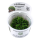 Monosolenium tenerum - Zartes Lebermoos | In-Vitro - B-Ware