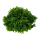 Monosolenium tenerum - Zartes Lebermoos | In-Vitro - B-Ware