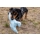 Kiwi Walker Air Bird | Eco-friendly Plush Toy