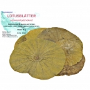 Garnelengarten® Lotusblätter 10 gr