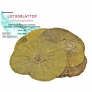 Lotusblätter 10 gr