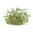 Bucephalandra sp. Needle Leaf | In-Vitro - Tropica Limited Edition