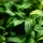 Bucephalandra sp. Needle Leaf | In-Vitro - Tropica Limited Edition