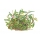 Bucephalandra sp. Needle Leaf | In-Vitro - Tropica Limited Edition