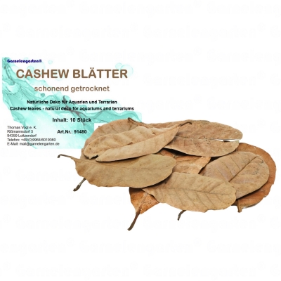 Cashew Blätter 10 St.