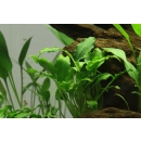 Schismatoglottis prietoi | In-Vitro - Tropica Limited Edition